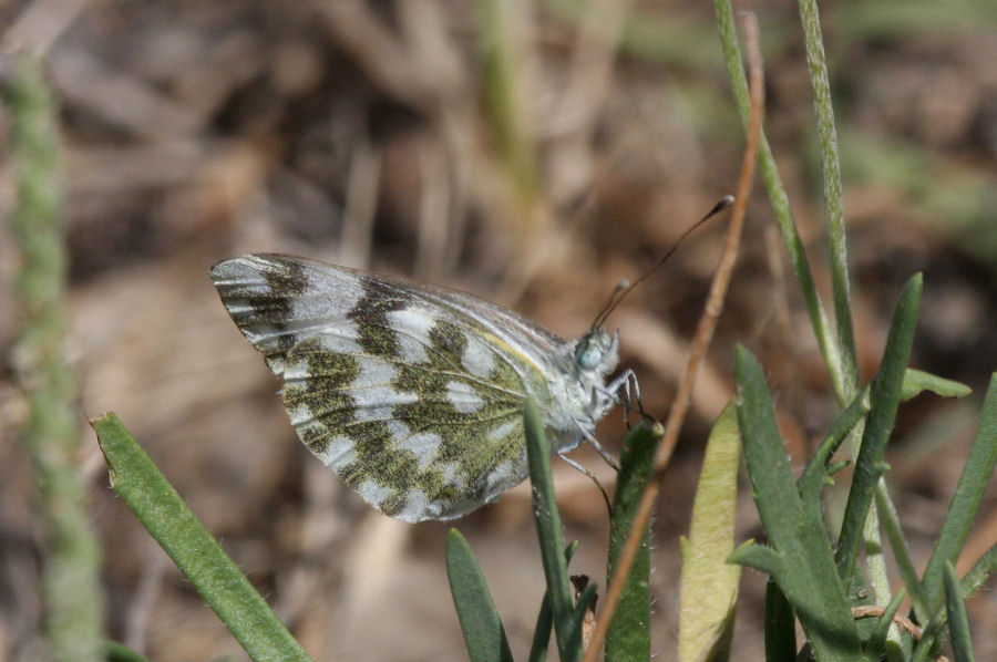 Pontia edusa ?